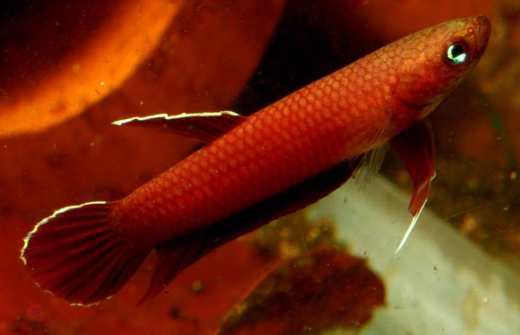 ベタSP. 'RIAU RED'(API API)